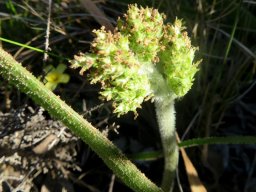 Trachyandra hairy species bud cluster