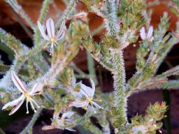 Trachyandra hairy species inflorescence
