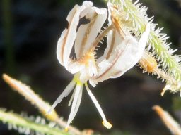 Trachyandra hairy species flower