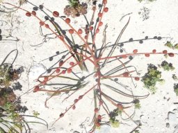 Trachyandra divaricata living in bare sand