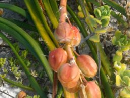 Trachyandra divaricata fruit capsules