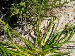 Trachyandra divaricata leaves and buds