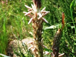Trachyandra falcata inflorescence