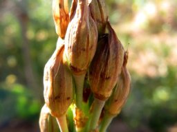 Trachyandra falcata fruit covers