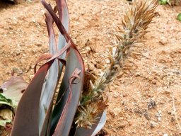 Trachyandra falcata when the going gets tough
