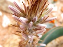 Trachyandra falcata bokkool food 