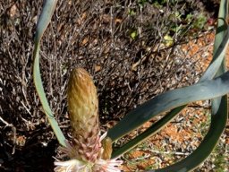 Trachyandra falcata leaves taller than flowers