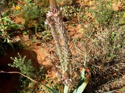 Trachyandra falcata flowers taller than leaves