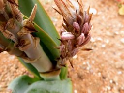 Trachyandra falcata, the branching 
