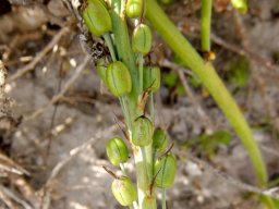 Trachyandra ciliata fruit