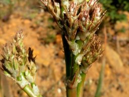 Trachyandra muricata branching into a panicle