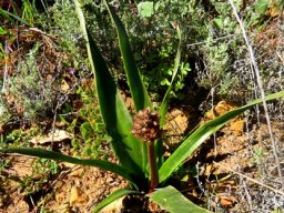 Trachyandra muricata