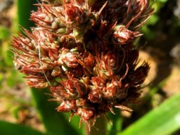 Trachyandra muricata compact bud stage