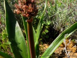 Trachyandra muricata scape and buds