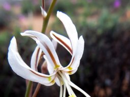Trachyandra revoluta flower