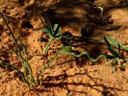 Trachyandra revoluta leaves stylish