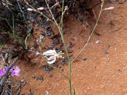 Trachyandra revoluta