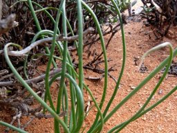 Trachyandra revoluta leaves