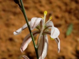 Trachyandra revoluta flower from behind
