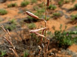Trachyandra revoluta buds