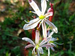 Trachyandra