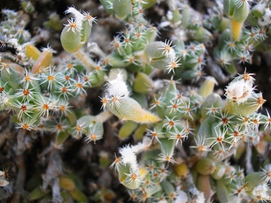 Trichodiadema densum