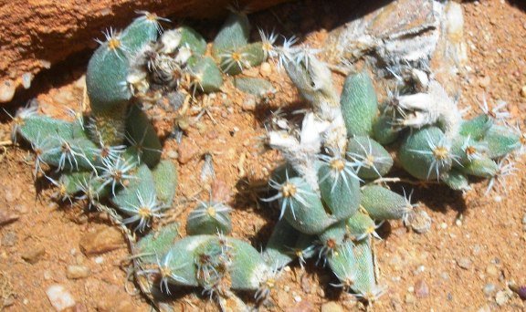 Trichodiadema densum
