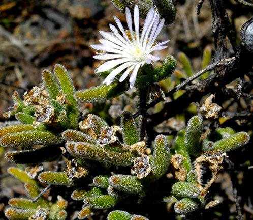 Trichodiadema imitans flower