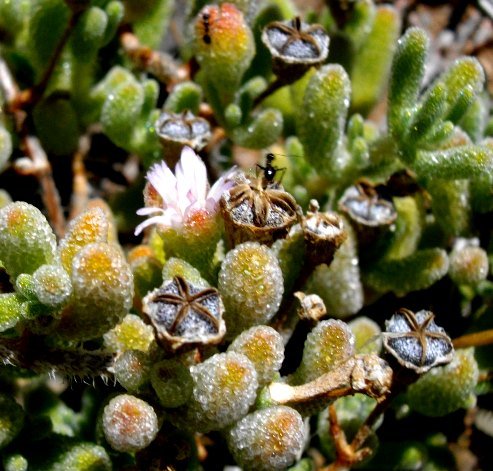 Trichodiadema imitans