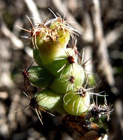 Trichodiadema obliquum sporting spider hats