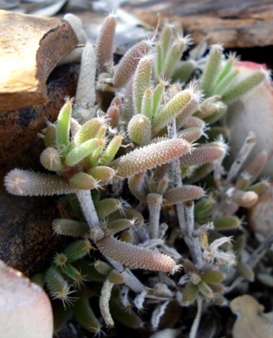 Trichodiadema setuliferum