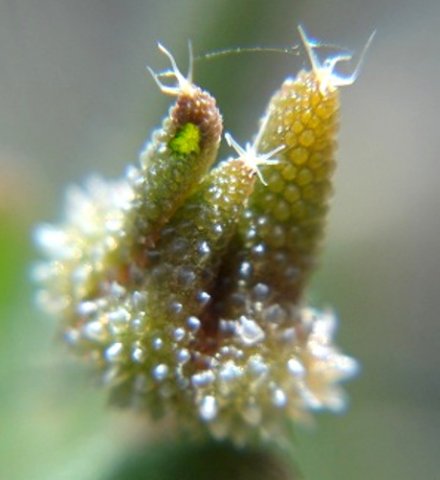 Trichodiadema setuliferum bud in bladder cells