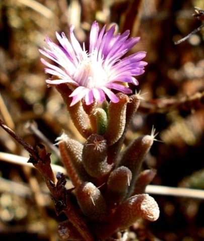 Trichodiadema setuliferum flower