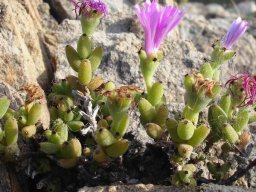 Trichodiadema barbatum flowers