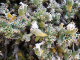 Trichodiadema densum