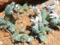 Trichodiadema densum