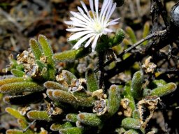 Trichodiadema imitans flower