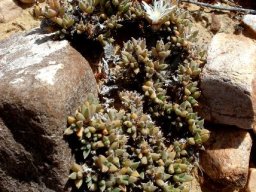 Trichodiadema mirabile