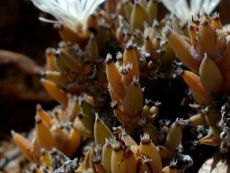 Trichodiadema mirabile flowers
