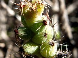 Trichodiadema obliquum sporting spider hats