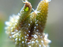 Trichodiadema setuliferum bud in bladder cells