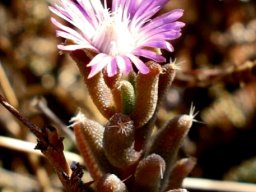 Trichodiadema setuliferum flower