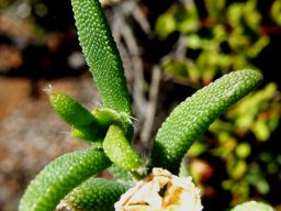 Trichodiadema setuliferum capsule