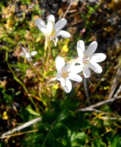 Tritonia bakeri subsp. bakeri