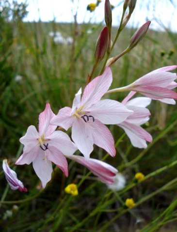 Tritonia bakeri subsp. lilacina