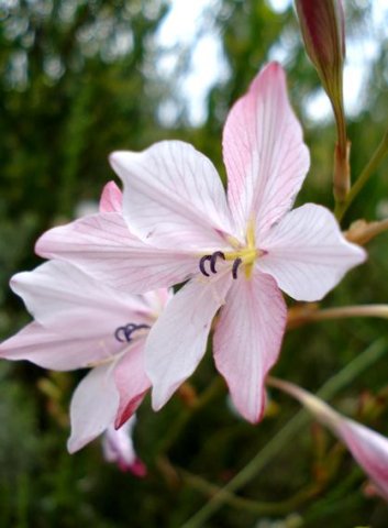 Tritonia bakeri subsp. lilacina flowers