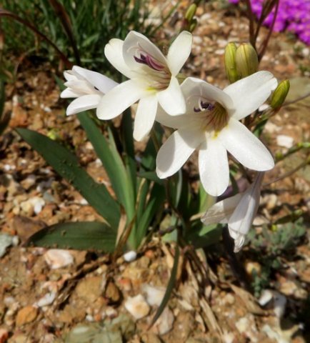 Tritonia gladiolaris leaves