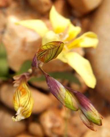 Tritonia gladiolaris lined buds