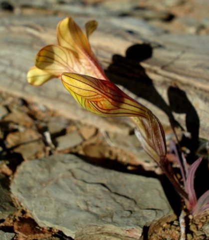 Tritonia karooica