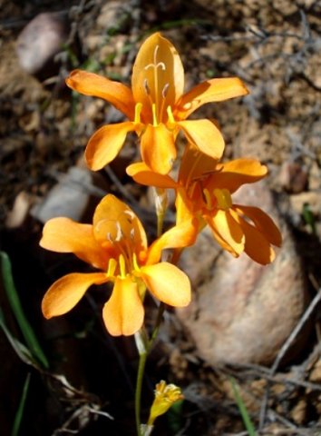 Tritonia securigera subsp. securigera